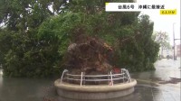 【台風6号最接近】最大瞬間風速40.6m 沖縄・うるま市で6月観測史上最大に　県内で少なくとも6人けが　各地で街路樹倒れる