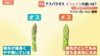 「太くて甘い」初夏のアスパラガス　実は“オス”と“メス”がある！？見分け方や味の違いとは　メスは食感もやわらかい！？