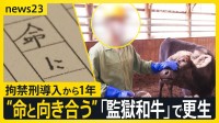 「網走監獄和牛」で更生を目指す北海道・網走刑務所の受刑者たち　拘禁刑導入から1年 牛の命と向き合う姿に密着【news23】