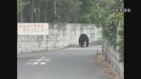 8日宇都宮市の全ての市立小中学校が臨時休校　夜中も相次ぐクマの目撃　警察や猟友会がパトロールで注意呼びかけ