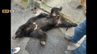 “2頭目のクマ”はいる？住宅街でクマ捕獲された宇都宮市 一夜明けて住民は警戒 「車から降りてクマがいたら…」