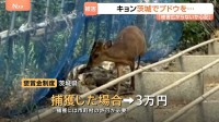 「やめろやめろ！」キョンがブドウをムシャムシャ　茨城でも農作物被害　茨城に定着すると本州全域に定着のおそれも