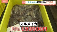 スルメイカ初競り1kg1万2000円！ 令和で最高値“庶民の味”が高級品に