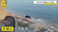 京都・天橋立にクマが出没　海を泳ぎ砂浜走る　業者が麻酔銃撃ち捕獲