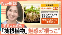 「塊根植物」にハマる人が続出　“根っこ”が主役？最長200年生きる“唯一無二”の魅力とは【Nスタ解説】