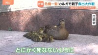 カルガモ親子 道に残され大ピンチ！警察が救出も…「まじか！」 待ち受けていた更なる困難！かわいい家族の運命は！？