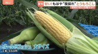 とうもろこしが甘い！朝を超えてもはや“夜採れ” 直売所で100本買う猛者も！