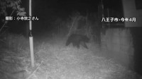 東京都がツキノワグマの狩猟解禁へ 来年度から　解禁は約20年ぶり　クマ検知AIなど民間技術活用などクマ対策に注力　議会答弁で表明