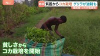 “麻薬対策”争点のコロンビア大統領選　コカ栽培めぐり左派は「転作」 極右は「壊滅」を主張 「親族のうち20人が殺された」 長くつづく課題に国民の選択は？