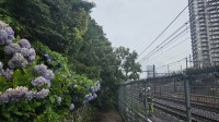 【速報】湘南新宿ラインが倒木の影響で一部区間で運転見合わせも午後6時に運転再開見込み
