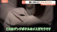 “こんなにたくさんのホタル見たの初めて”「ホタルのひかり」は求愛行動　鑑賞会に参加 埼玉・秩父市上町【SUNトピ】