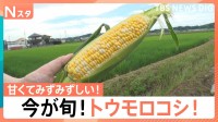 保存は“縦”で！加熱は電子レンジで！　自宅でおいしく！初夏の定番「トウモロコシ」【Nスタ】