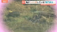 カメがコイに恋している！！“見つめ合う二人”　専門家の見解は？？