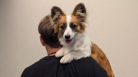 【 照英 】愛犬『パピコ』〝ただ今（6kg）絶賛成長中〟フォロワー感嘆「照英さんと一緒だと大きいですね！」