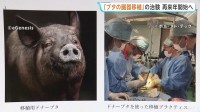 ブタの臓器を人の患者に移植する「異種移植」 2028年にも治験実施へ　国内初 重度の腎不全患者に