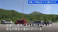 青森県「ツキノワグマ出没特別警報」を初めて発表　八甲田山系でタケノコ採りの男性が行方不明　遺体に動物によるものとみられる傷
