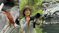 【 磯野貴理子 】　白神山地で “火の鳥” アカショウビンと奇跡の遭遇　オシドリ親子の可愛らしい姿も公開