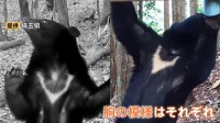 クマの個体数把握へ 全国統一のカメラ調査始まる　“胸の模様”で個体識別 800台以上を全国各地に設置方針