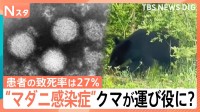 患者の致死率27％ “マダニ感染症”SFTSが過去最多ペース　クマやアライグマが“運び役”に？【Nスタ】