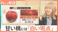 「桃」をおいしく楽しむヒント！面倒な“皮むき”はこすって簡単・キレイに♪ 食べ頃や甘さの目印は？【Nスタ解説】