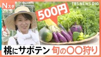 子どもも大人も夢中！ 3個で元がとれる「桃狩り」、ワンコインで旬の「野菜狩り」、60種類から厳選「サボテン狩り」【Nスタ】