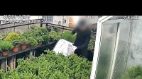 防犯カメラに「盆栽泥棒」　高価な盆栽ばかり狙う　海外でも人気で価格上昇　10年で全国20億円の窃盗被害