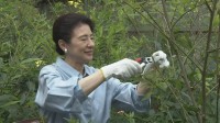 皇后さま　蚕の繭を収穫「きれいですね」　皇居・紅葉山御養蚕所