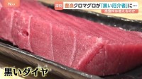 クロマグロが豊漁なのに取れない？「黒いダイヤと言われてたけど、今は黒い厄介者」そのワケは…