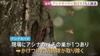 【速報】つくば市の遊歩道で児童ら15人がハチに刺され救急搬送　全員意識あり