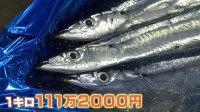 北海道のサンマ初競りで過去最高値の1キロ111万円で落札　スーパーでは1匹20万円「どなたが買うのか…」