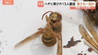 小中高生ら15人がハチに刺される　暴れた原因に“暑さ”か　茨城・つくば市の遊歩道で　消防呼びかけ「ハチの巣を見つけても近づかないよう」