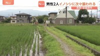 男性2人イノシシに襲われけが　77歳男性 犬の散歩中に左手かまれる　86歳男性 体当たりされ軽いけが　長野・安曇野市
