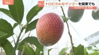 「甘い!！トロットロですね!」関東で栽培されているマンゴー　“ボックス栽培”がポイント　甘みが強いマンゴーに　茨城・小美玉市【SUNトピ】