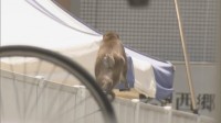 「植え込みの中からサルが出てきた」小4男児が登校中サルに襲われ軽傷　おととい（12日）以降、サルの目撃情報相次ぐ　福岡