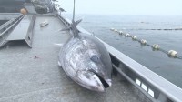 クロマグロ獲れすぎ…売れば10万円も「海に捨てるしかない」 日本提案の漁獲枠25％拡大案、メキシコが直前で別案支持し合意至らず