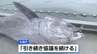 クロマグロの漁獲枠増、メキシコが突如反対で合意に至らず　年内合意は厳しい状況に