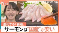 【価格逆転!?】安くて美味しい「国産サーモン」が人気沸騰！ 異業種参入も増加…全国の“ご当地サーモン”も徹底取材【Nスタ】