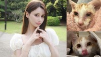 【ダレノガレ明美】虫取り網で保護した子猫「ララ」くんの現在を報告！ わずか10日で見違える姿にファン大絶賛「本当にキレイになった」