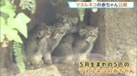 「世界最古のネコ」マヌルネコの赤ちゃん5匹一般公開　兵庫・神戸どうぶつ王国