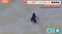 サンフランシスコ湾を泳ぐ黒い点…正体は約2週間行方不明の犬！消防隊が救助