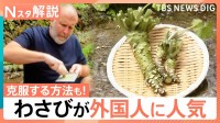 「生わさび」「本わさび」何が違う？“つんとくる”辛味の秘密、ポテチ挟む克服法も【Nスタ解説】