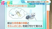 「蚊」は叩いた人のニオイを24時間記憶！？蚊が入りにくい“窓の開け方”は？今年は“当たり年” 多い＆しつこい蚊の対策を研究者に聞く【ひるおび】