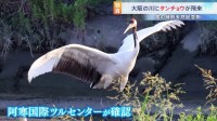 【独自】特別天然記念物「タンチョウ」が大阪府に飛来　夏の関西で見られるのは「非常に珍しい」専門家も驚き