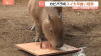 カピバラの「スイカの早食い競争」 全国5つの動物園が共同で　伊豆シャボテン動物公園からは1歳オス「ブドウ」が参加　結果は…