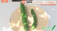 猛暑で夏野菜がピンチ！“巨大化”に“日焼け”キュウリの価格は1.5倍！安いのは「ゴーヤ」8月の野菜価格の見通しは？