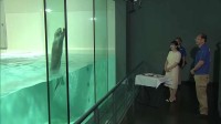 愛子さま　鳥羽水族館でラッコのジャンプに笑顔　三重県　きょうは伊勢神宮参拝と“お木曳”視察