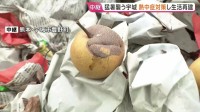 被災地の課題　熊本・宇城市　続く厳しい暑さ　果樹園では収穫期迎えた多くの梨が　地震で地面に落ちる「注文が入り始めていただけに無念だ」