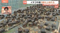 「鉢が倒れていくのを見ているしか」イチゴ農家　ほとんどの鉢が地震で倒れる　用水路から水引けず苗の9割以上枯れる　熊本・八代市