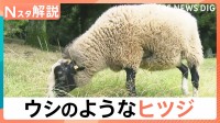 まるでウシのようなヒツジ「うっしー」なぜ黒いのか？小さいころの写真を見てみると…【Nスタ解説】