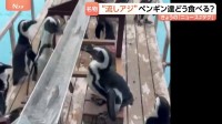 ペンギン用「流しそうめん」ならぬ“流しアジ”　1歳ペンギン食べられない…